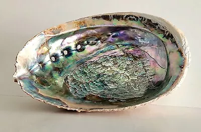 Vintage ABALONE SHELL Large Colorful 6 1/4 X 5 Inches • $27