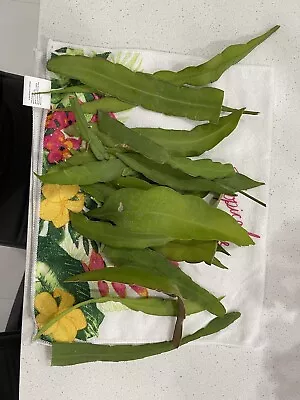 10 Cuttings Mix  Mat  8 To 10“ Epiphyllum Oxypetalum Blooming Night  Hookeree • $18