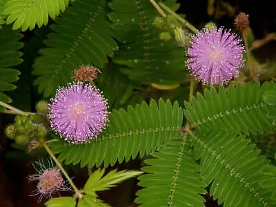 Mimosa Pudica 30 Seeds. Sensitive Plant Touch Me Not. .fresh Seed Fast Free Post • £3.95