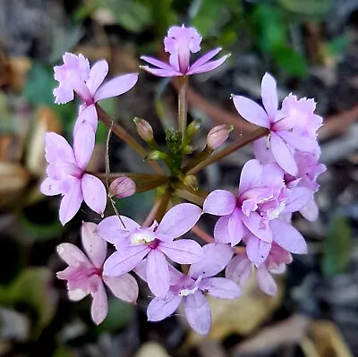 Clumping Crucifix Orchid * Dwarf Compact Grower * Lots Of Flowers * Rooted Plant • $22.05