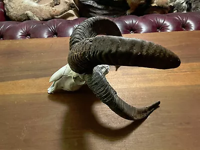 $650 • Buy Beautiful - RARE* 4 Horn Or Jacobs Sheep Big Horns Log Cabin Hunting Lodge Decor