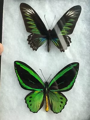 Rare Female Trogonoptera Albescens & Ornithoptera Priamus Bird Wing Riker Mount! • $62.50