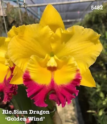 Orchid Cattleya Siam Dragon  'Golden Wind' Mericlone • $15