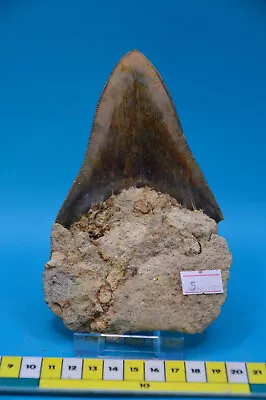 Stunning 5  MEGALODON SHARK Tooth In Original Matrix! Serrated! Free Stand • £175