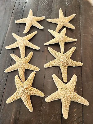 Lot Of 8 (5-6 ) Sugar Sea Stars Dried Preserved Wedding Ocean Crafts Decor • $19.99