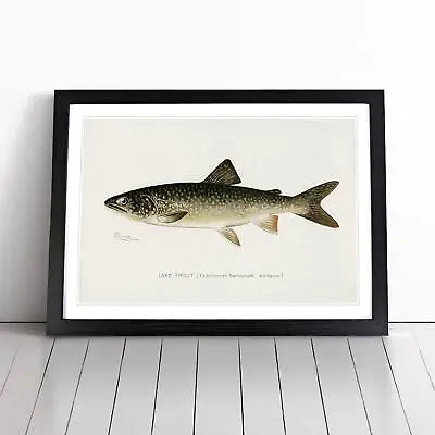 Lake Trout Animal Vintage Fish Sherman F. Denton Wall Art Print Framed Picture • $31.02