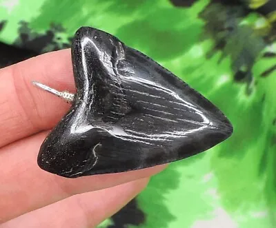 Megalodon Sharks Tooth Necklace BEAUTY1 Fossil Sharks Teeth NO RESTORATIONS • $85