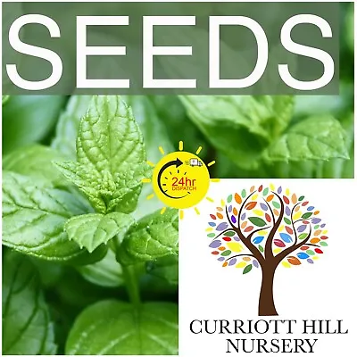 £1.80 • Buy 🇬🇧 Micro Greens Seeds. 