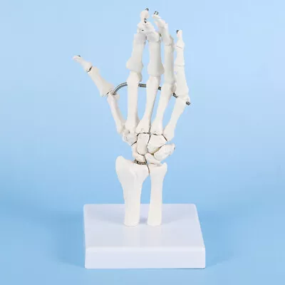 1:1 Human Skeleton Anatomy Hand Bone Wrist Joint Ulna Radius Model Bendable • $27.90