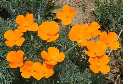 500 CALIFORNIA POPPY ORANGE Eschscholzia Californica Flower Seeds • $2.49