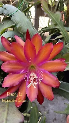 Epiphyllum Orchid Cactus “Impossible Dream” 8inch Cutting Stem Unrooted. • $8