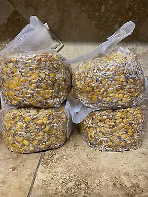 TWO 5lb Premium Grain Mushroom Spawn Bags | Sterilized Grain Bags • $14