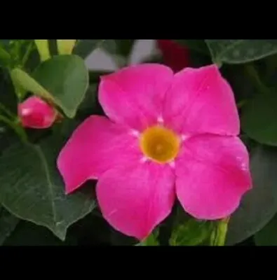 Mandevilla ‘Bella Grande Pink’ Live Plant Well-Rooted • $8.95