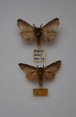 £4.99 • Buy Scarce Prominent Moth Pair  Insects/Lepidoptera/ Taxidermy