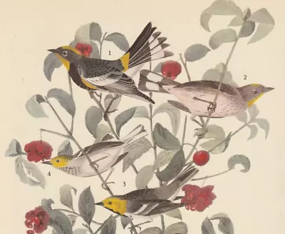 1942 Audubon Art Print 395 Western Warblers. Vintage Bird Illustration. • $9.49