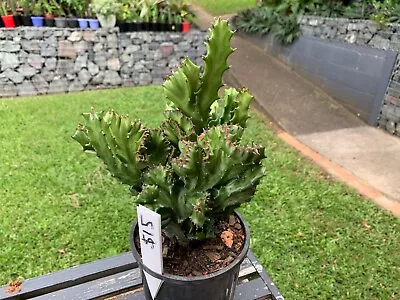 Crested Euphorbia Lactea. Coral Cactus • $15