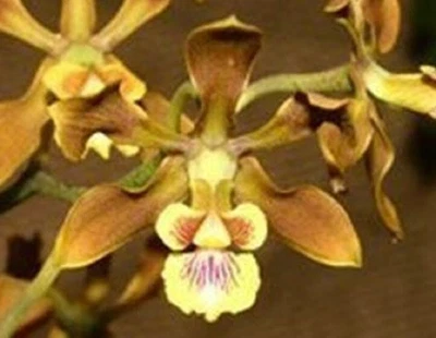 $22.50 • Buy Orchid Plant 0411. Encyclia Diota  Nice Big Division Fragrant Species