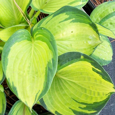£7.99 • Buy Hosta 'Great Expectations' Herbaceous Perennial Hardy Plant In 9cm Pot