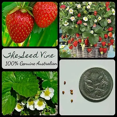 20+ ORGANIC STRAWBERRY SEEDS (Fragaria X Ananassa) Sweet NON GMO High Yielding • $4