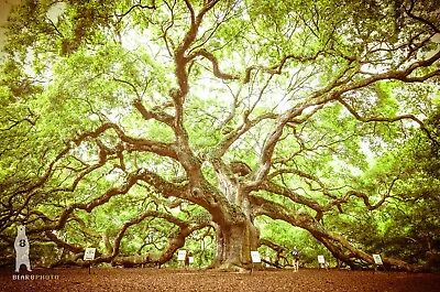 Angel Oak Tree South Carolina Rustic Cabin Decor Nature Photography Prints • $130