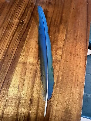 Macaw Parrot Tail Feather 15” Camelot • $10