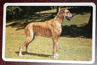 GREAT DANE  Champion   Vintage Colour Photo Card   WC29 • $4.97