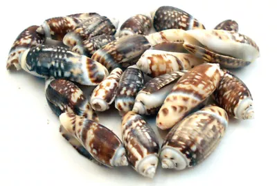 50 Olive Gibbosa Shells 1  - 1.75  Seashells Crafts Beach Nautical Coastal Art • $8.99