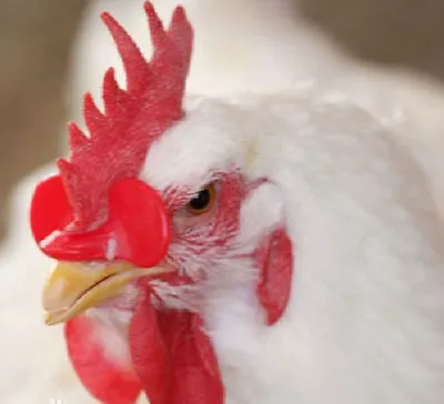 100PCS Creative Chicken Eyes Glasses Avoid Hen Peck Each Other Chicken #M1444 QL • $7.52