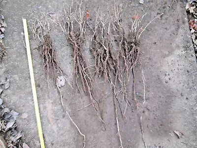 40 Oregon White Oak Tree Seedlings 3-5 Inch Quercus Garryana • $40