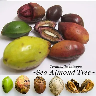 $29.99 • Buy ~SEA ALMOND~ Tree CAY BANG Tropical Terminalia Catappa Live 5 SEEDS For Planting