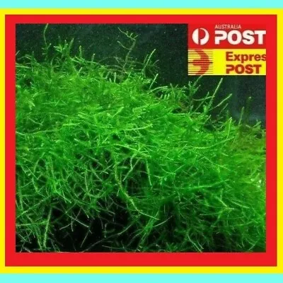 $5.77 • Buy (8cm X 8cm) Java Moss Live Aquarium Plants Fish Tank Pond Shrimp  CLEAN NO PEST