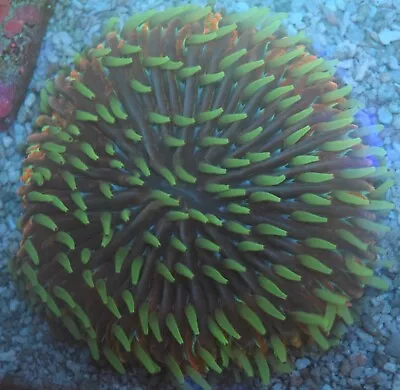 Live Coral Frag Colony Wysiwyg Plate Coral • $165