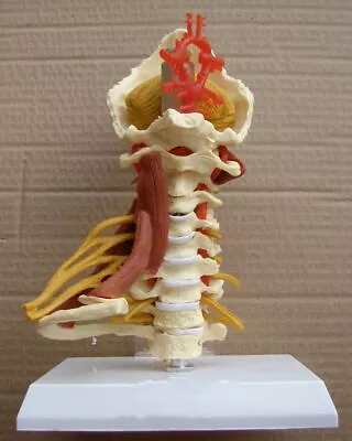 Cervical Vertebrae Body Spine Human Anatomy Spinal Cord Skeleton 1:1 Life Size • $75.32