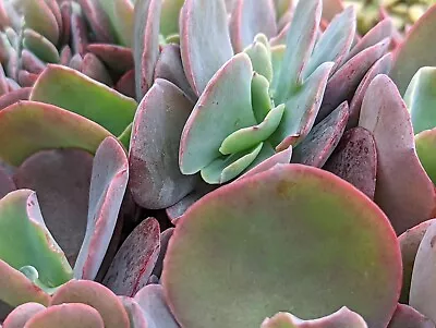 Echeveria Zorro Crested • $19.90