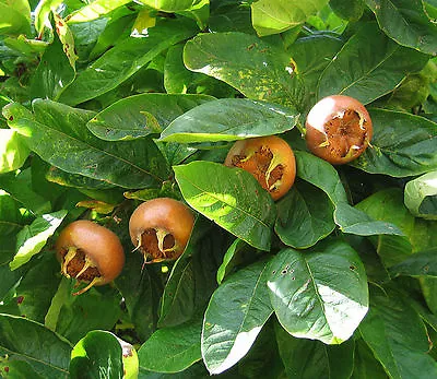 Showy Medlar Mespilus Germanica Tree Seeds (Edible Fall Color Hardy) • $2.30