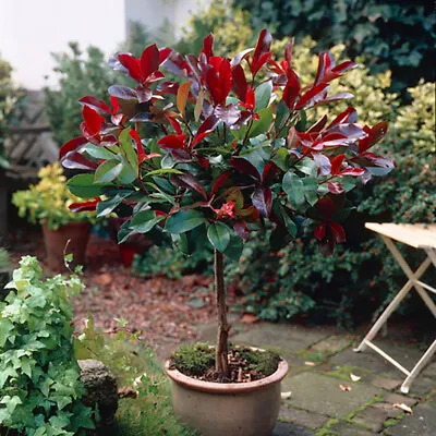 You Garden - Photinia 'Little Red Robin' Standard Tree 70-80cm Tall • £22.99