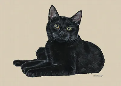 Black Cat Blank Note Cards Boxed • $20.95