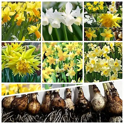 Daffodil Bulbs A Mixture Of Miniature Narcissus Spring Flowering Bulbs Plants • £150