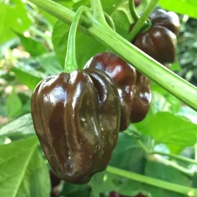 Chocolate Habanero Pepper 10 Seeds Brown Congo FREE SHIPPING • $2.29