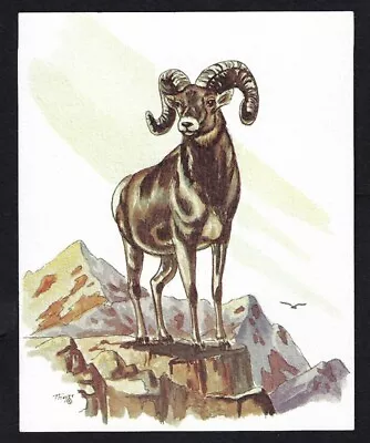 Vintage 1970's BIG HORN SHEEP Wildlife Art Print By Artist Thayer 4  X 5  • $7.95