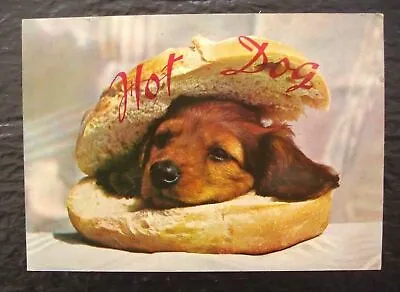 Hot Sausage Dog ~ Dachshund ~ Belgium  Postcard • £1.99