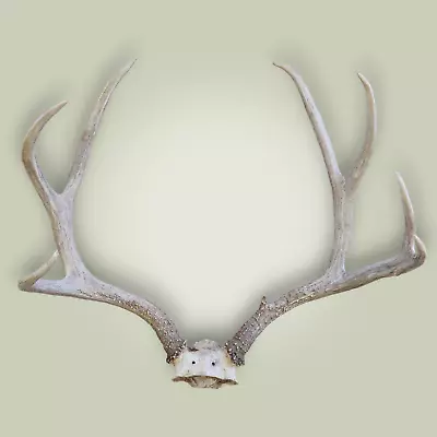 Mule Deer Skull Cap Antler  Mount Deadhead 3x4 Grade A 140 + Muley Buck • $195