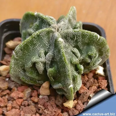 10 X Astrophytum Myriostigma Fukuryu Cactus Seeds - Rarely Offered • £4.99