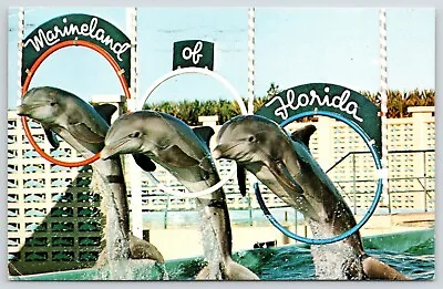 Marineland Florida~Trio Of Trained Porpoises Jumping Through Hoops~1972 Postcard • $6
