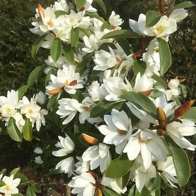 Fairy White~Michelia Doltsopa Magnolia Tree~White Fragrant Blooms! Well Rooted! • $49.99