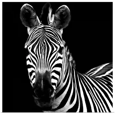 Zebra II Square Poster Art Print Zebra Home Decor • $29.99