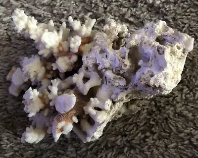 White Coral Finger Branch Lace Ocean Sea Reef Skeleton Aquarium Decor • $39.99