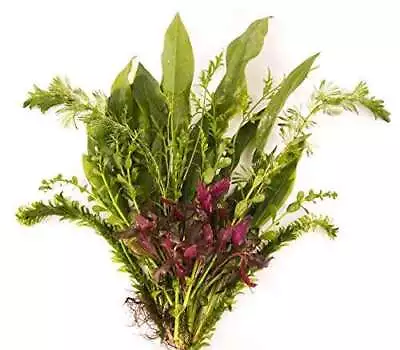 £80.49 • Buy PondPlantsUK Mixed Amount Of Tropical Aquatic Plants No Lead