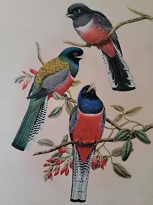 1930's Antique Morris And Bendien Lithograph Print Trogon Birds Colorful 9 ×12  • $17.50