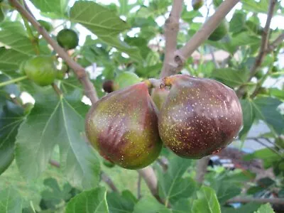 Olympian Fig Tree - 3 Live Starter Plants - Ficus Carica - Edible Fruit Tree For • $32.73